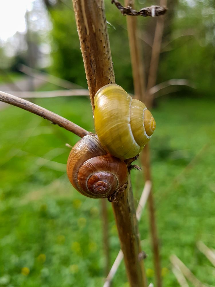 ein Schneckenpaar