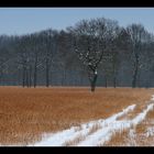 Ein Schnee im Kornfeld