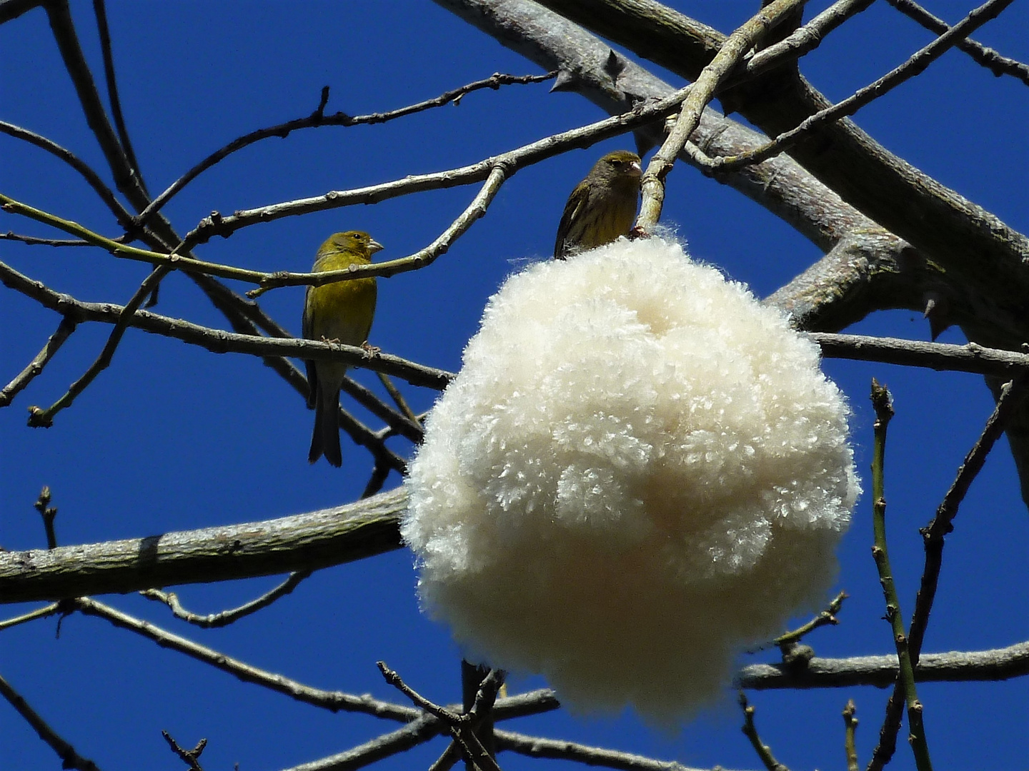 Ein Schneeball auf dem Baum.... Foto & Bild spezial