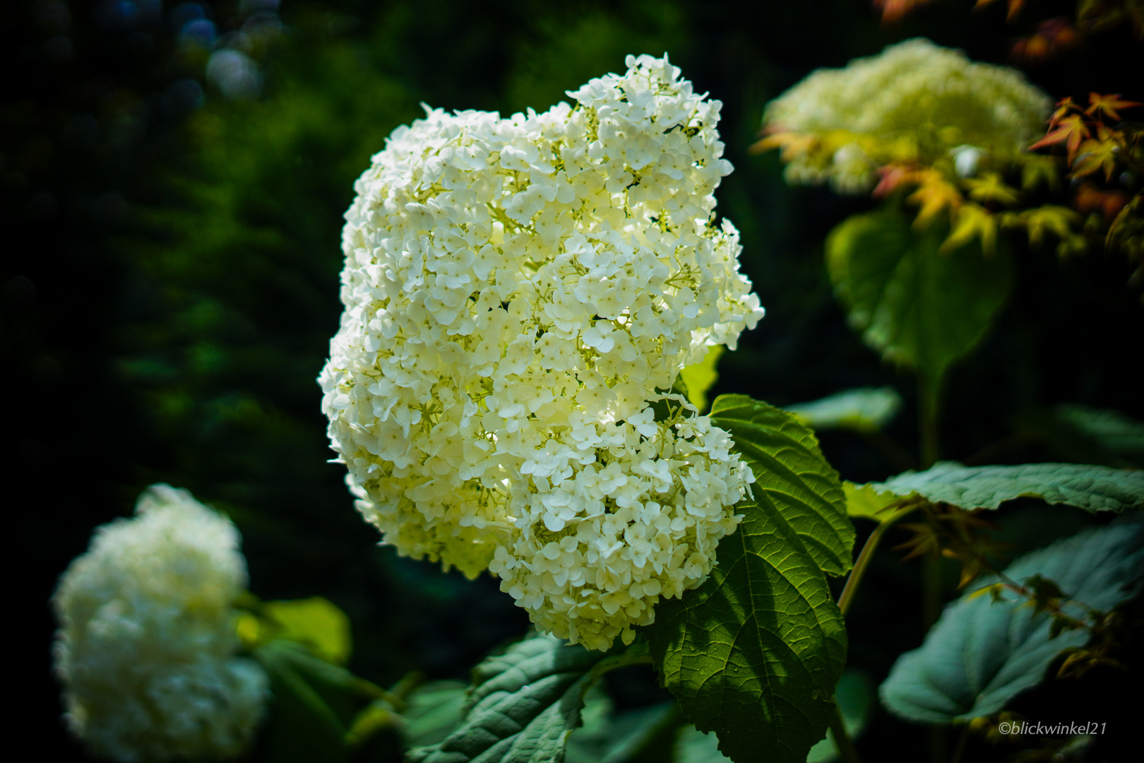 Ein Schneeball im Sommer