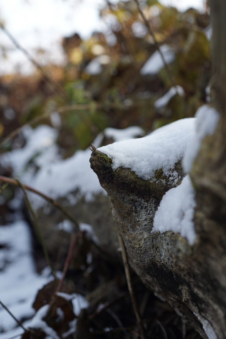 Ein schneebedeckter Baumstamm