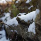 Ein schneebedeckter Baumstamm