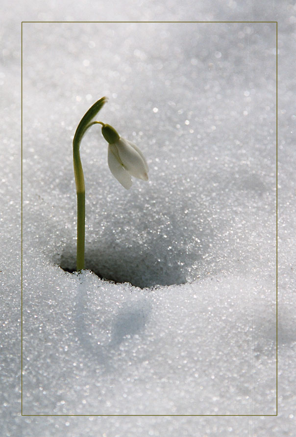 Ein Schneeglöckchen im Süden?