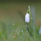 Ein Schneeglöckchen macht noch keinen Frühling