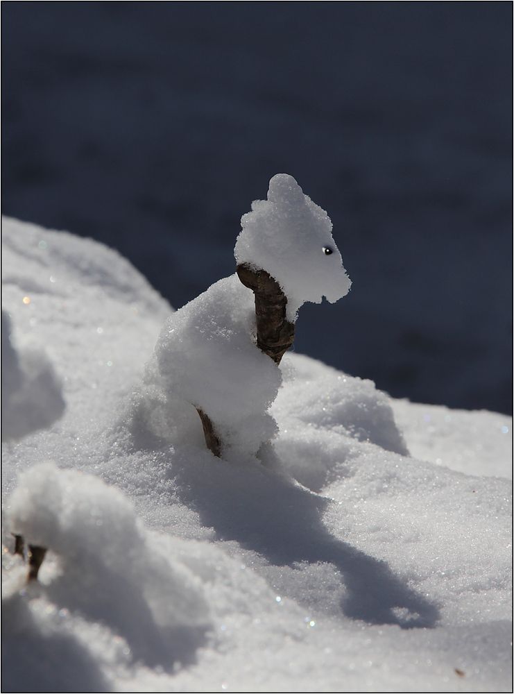 Ein Schneehündchen ...