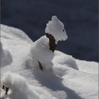 Ein Schneehündchen ...