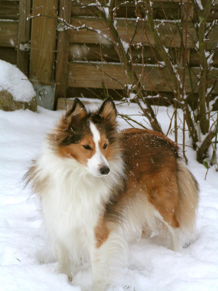 Ein Schneehund!