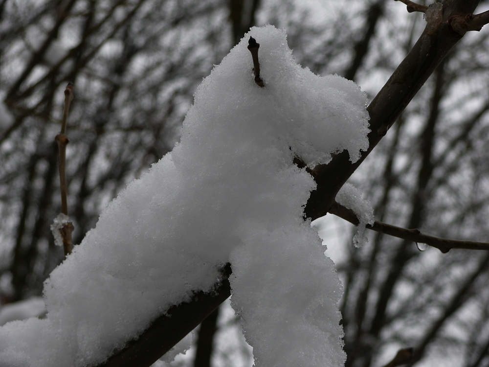 ein Schneehund