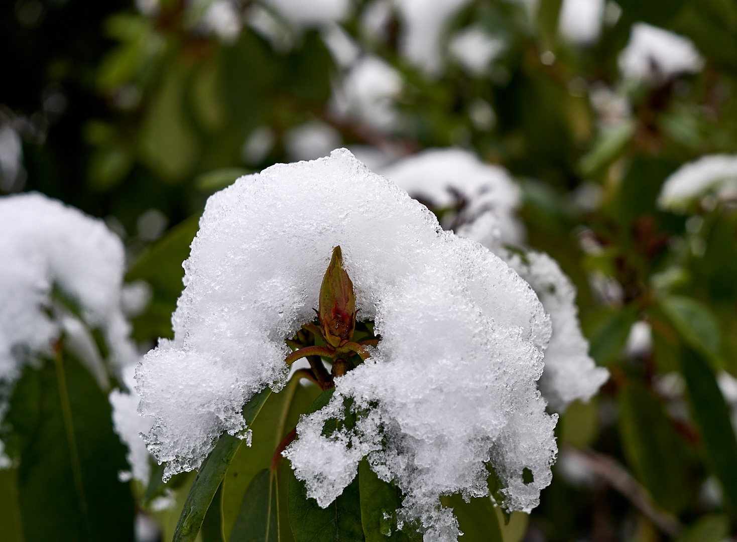 Ein Schneekragen