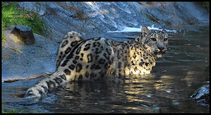 Ein Schneeleo geht baden :-)