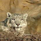 Ein Schneeleopard im Kölner Zoo