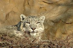 Ein Schneeleopard im Kölner Zoo