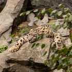 Ein Schneeleopart / snow leopard 