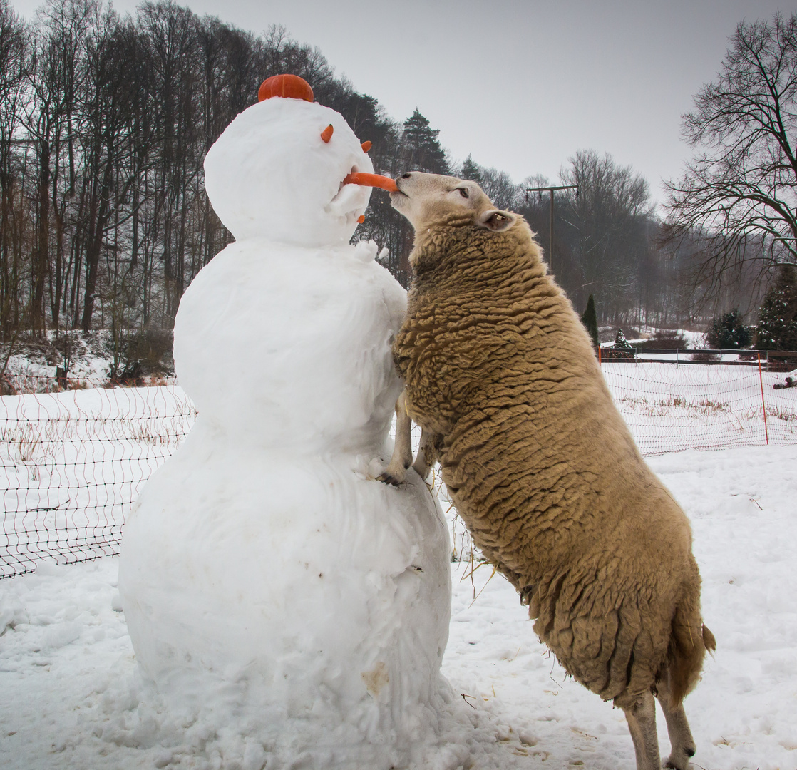 Ein Schneemann für Liesel Foto &amp; Bild | tiere, tier und mensch, natur ...