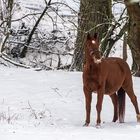 Ein Schneepferdchen