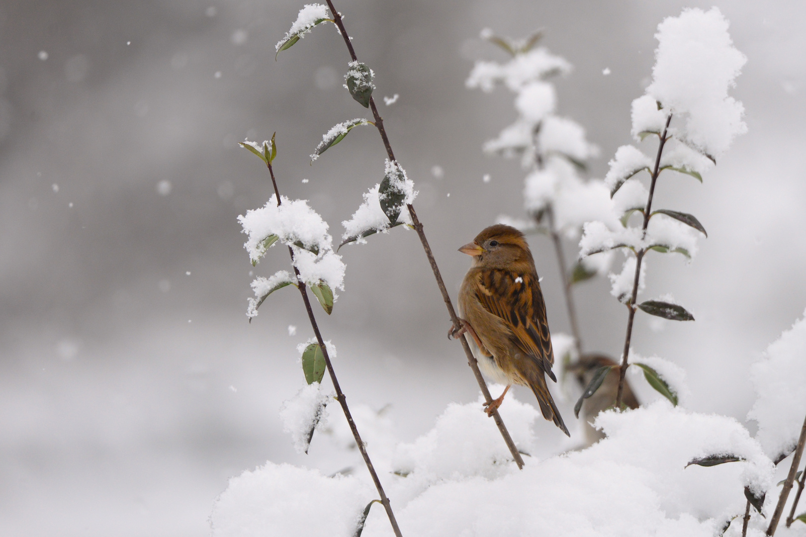 ein Schneespatz