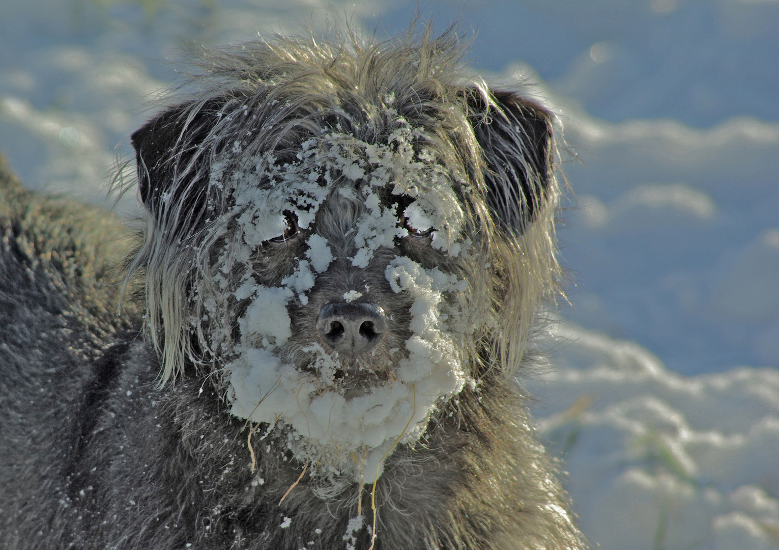 Ein Schneesuchhund....