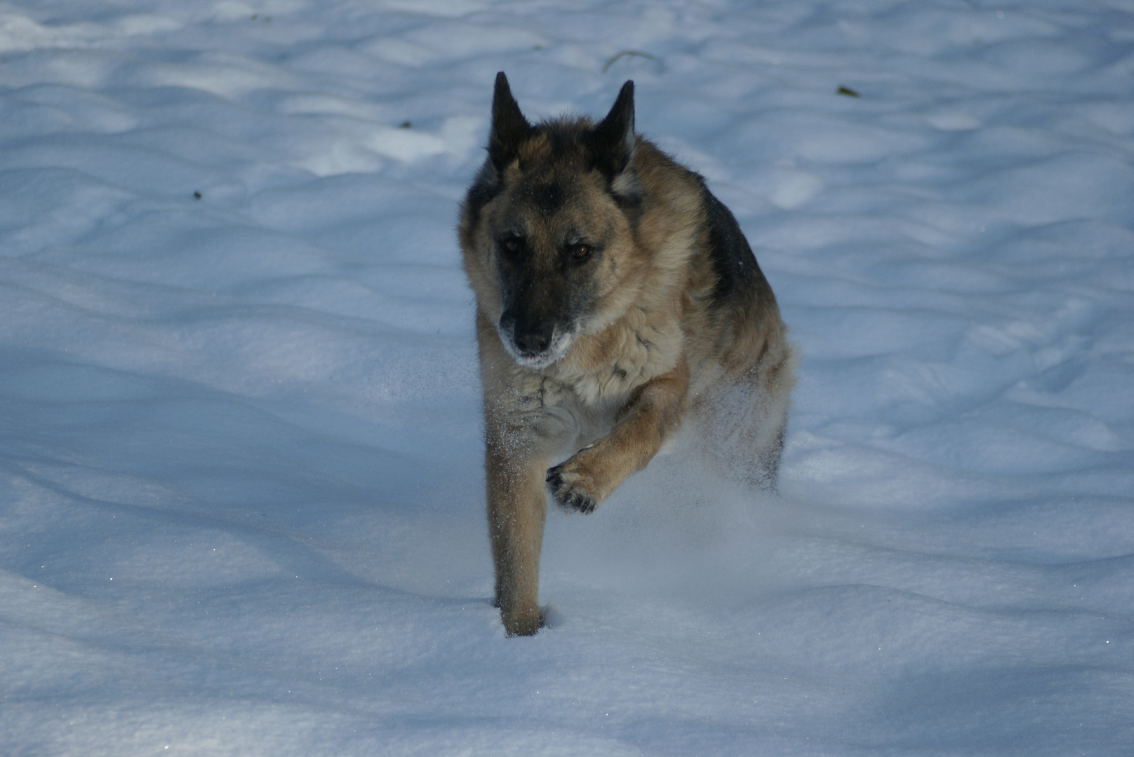 Ein Schneewolf?