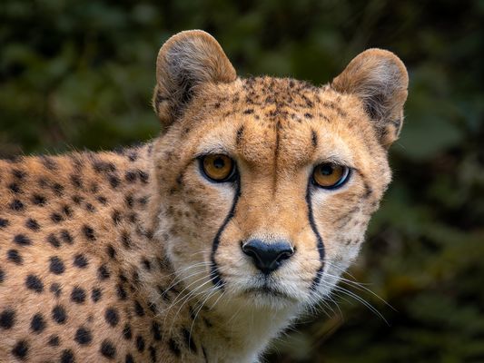 Ein schneller Blick.