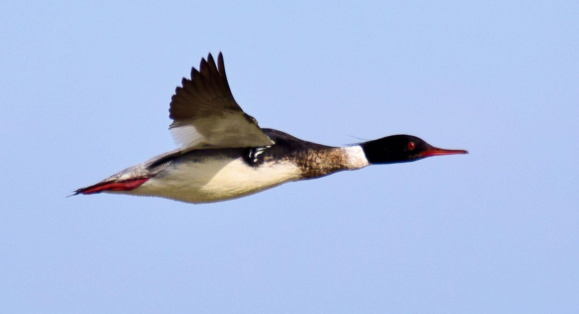 Ein schneller Flieger ....