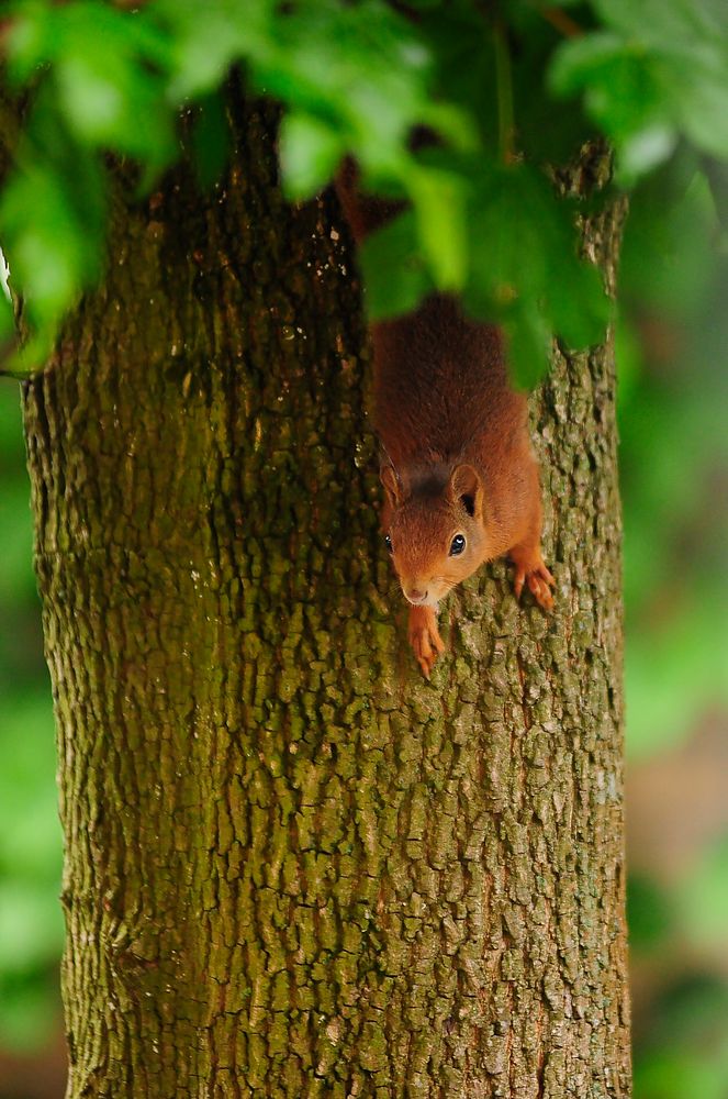 Ein schneller, flinker Besucher in unserem Garten, ...