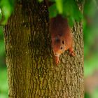 Ein schneller, flinker Besucher in unserem Garten, ...