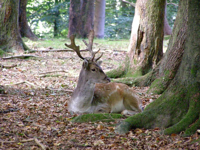 Ein schneller Hirsch ...