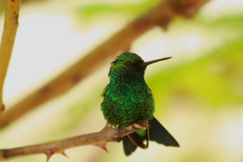 Ein schneller Luftflugkünstler - Der Kolibri