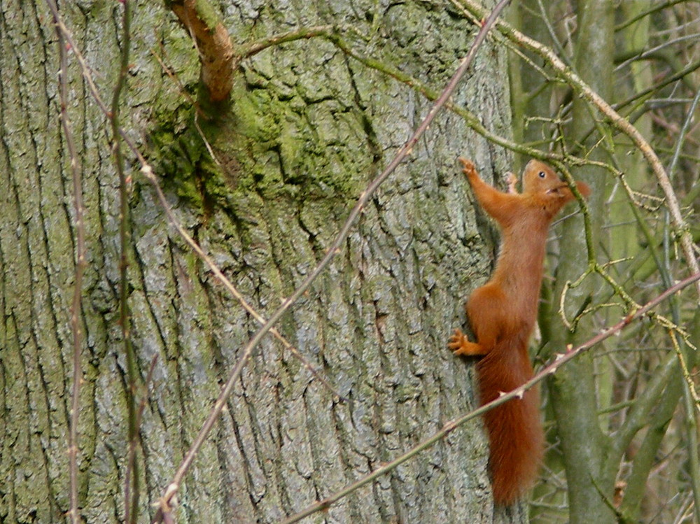 " EIN SCHNELLES EICHHÖRNCHEN "   1