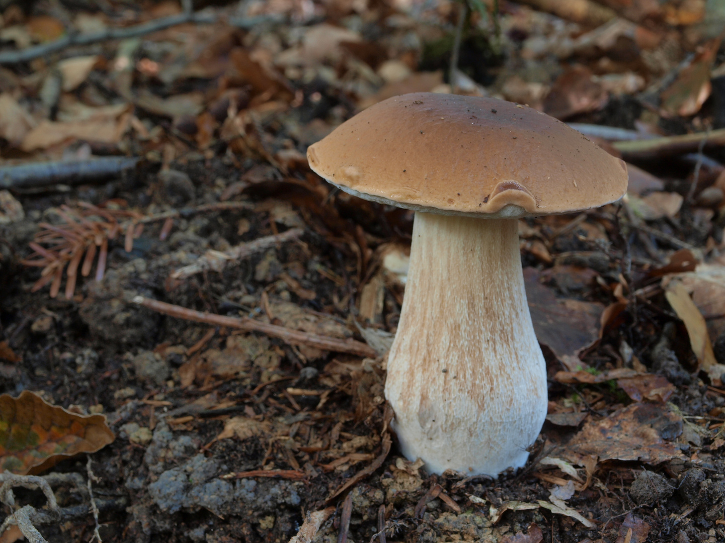 Ein schnellgeschossener Steinpilz Foto & Bild natur, pilz, pilze Bilder auf