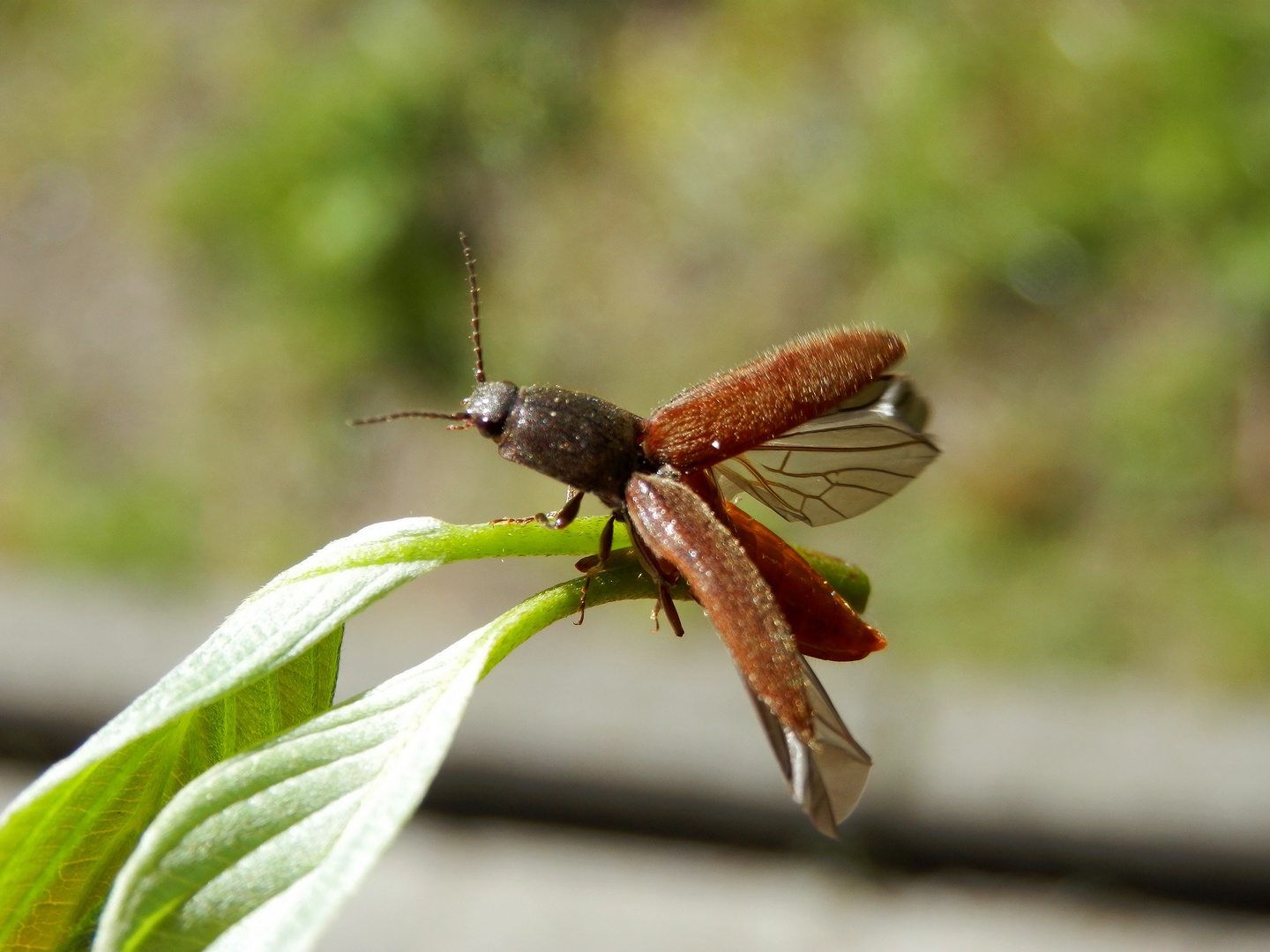 Ein Schnellkäfer beim Abflug.