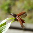 Ein Schnellkäfer beim Abflug.