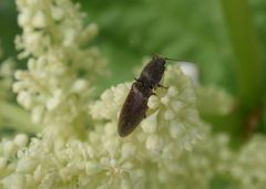 Ein Schnellkäfer - CIDNOPUS PILOSUS