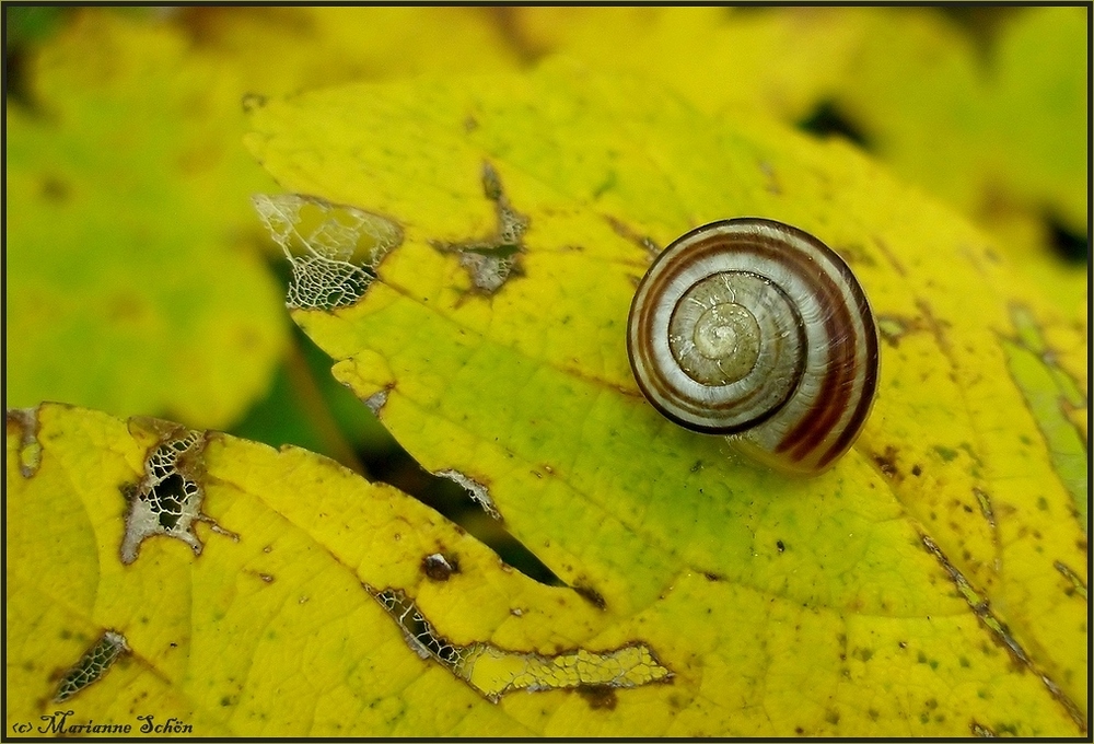 Ein Schnirkel - Schneckchen  im Herbst