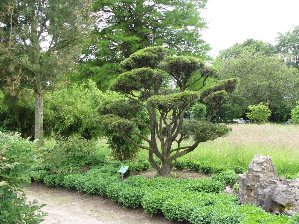 Ein schön gewachsener  Baum