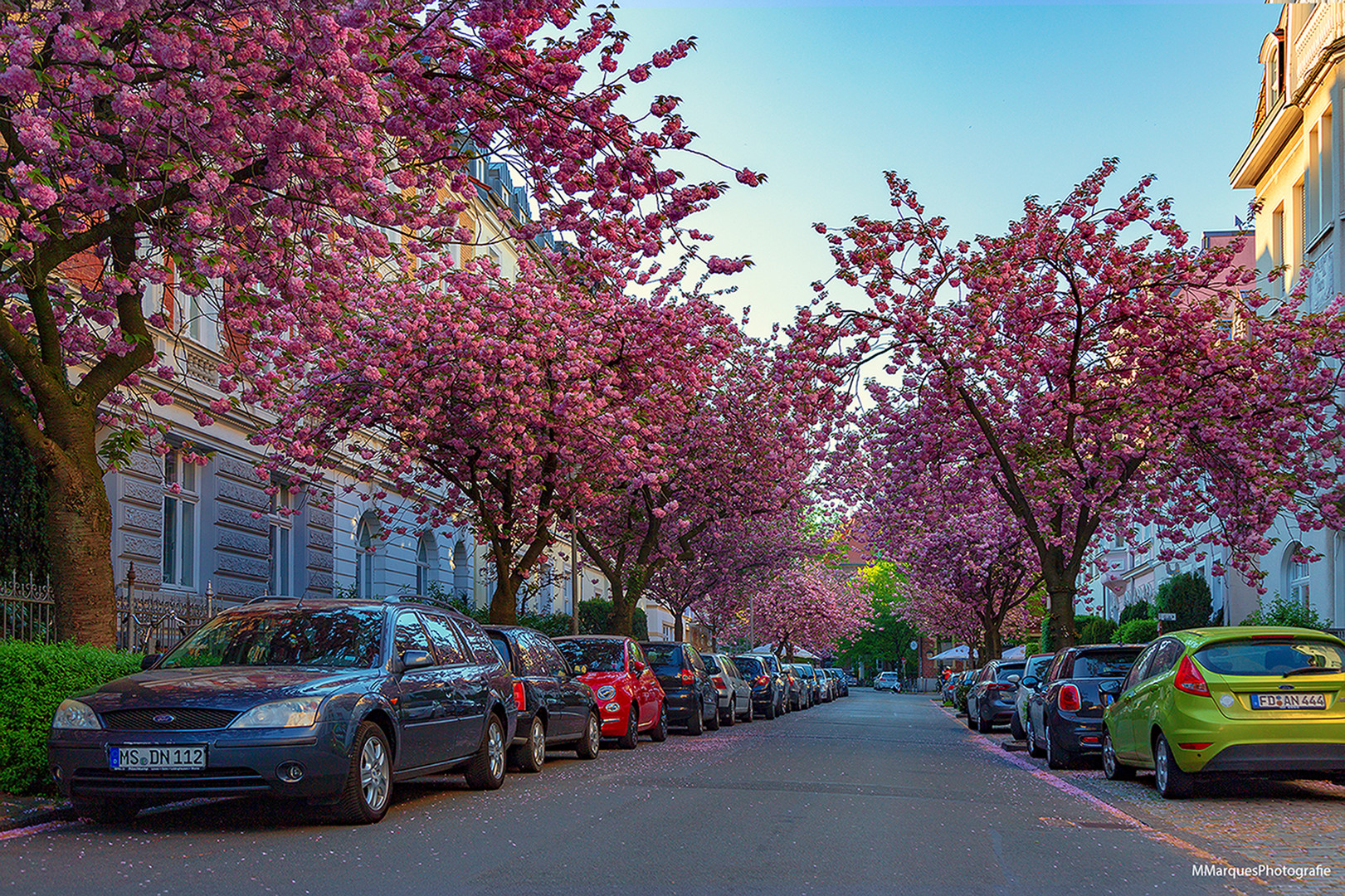 Ein schöne Allee