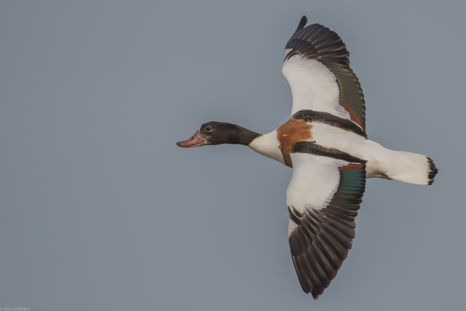 ein schöne Gans _ 2 Foto & Bild outdoor, natur, flug Bilder auf