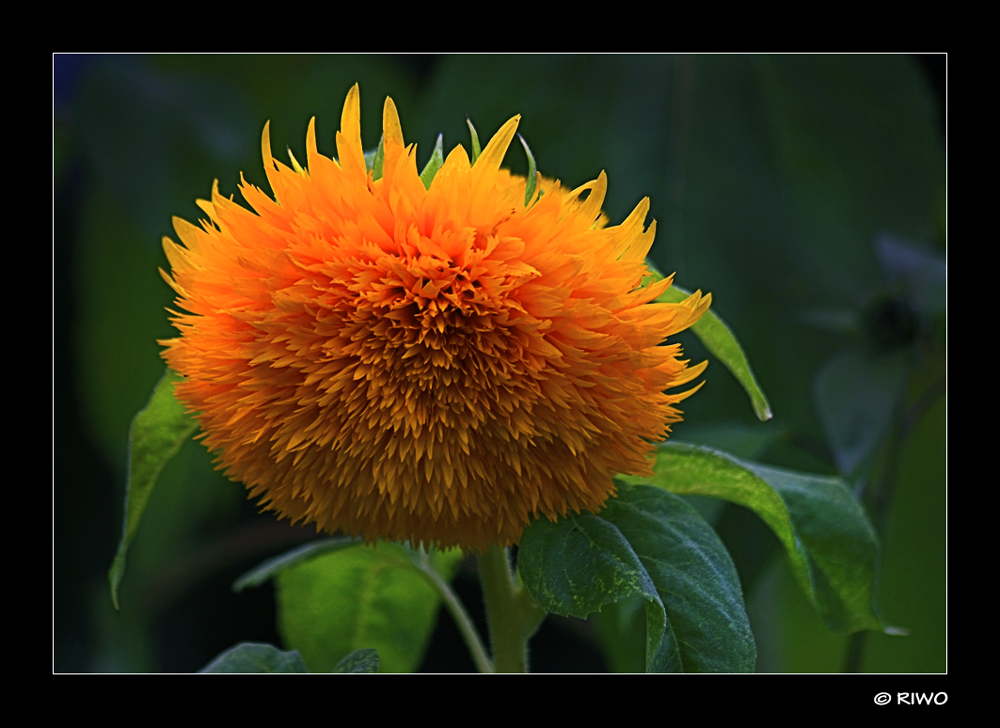 ein schöne gefüllte Sonnenblume............