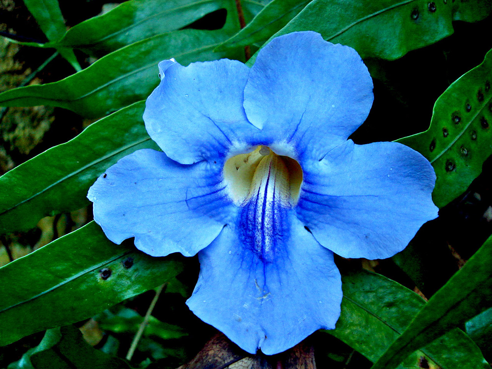 Ein Schonen Sonntag Nachmittag Foto Bild Pflanzen Pilze Flechten Bluten Kleinpflanzen Wildpflanzen Bilder Auf Fotocommunity