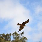 Ein schöner adler im flug