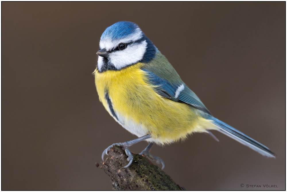 Ein schöner Allerweltsvogel