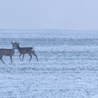 Ein schöner Anblick 