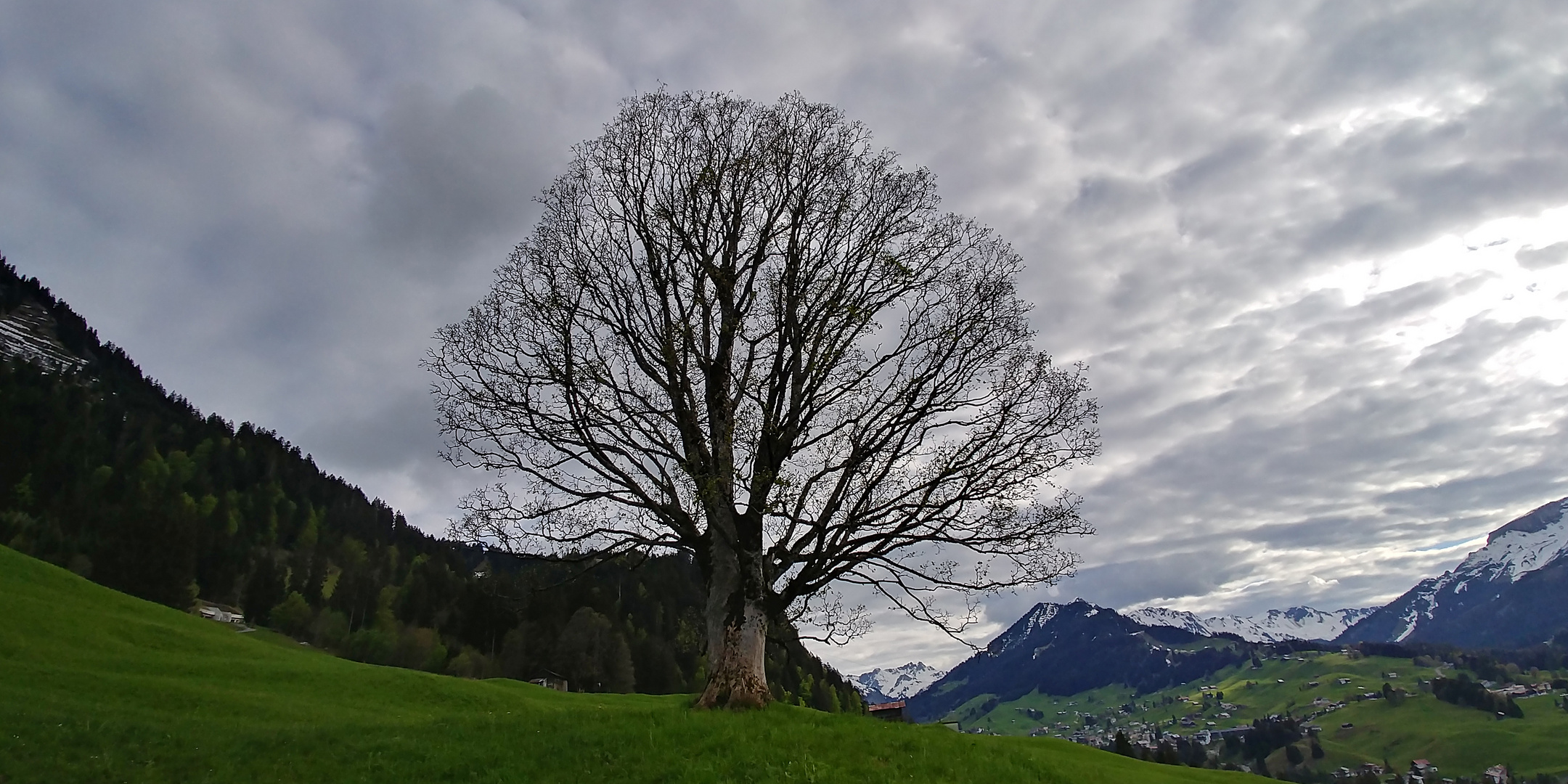 ein schöner Baum...