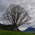 ein schöner Baum...