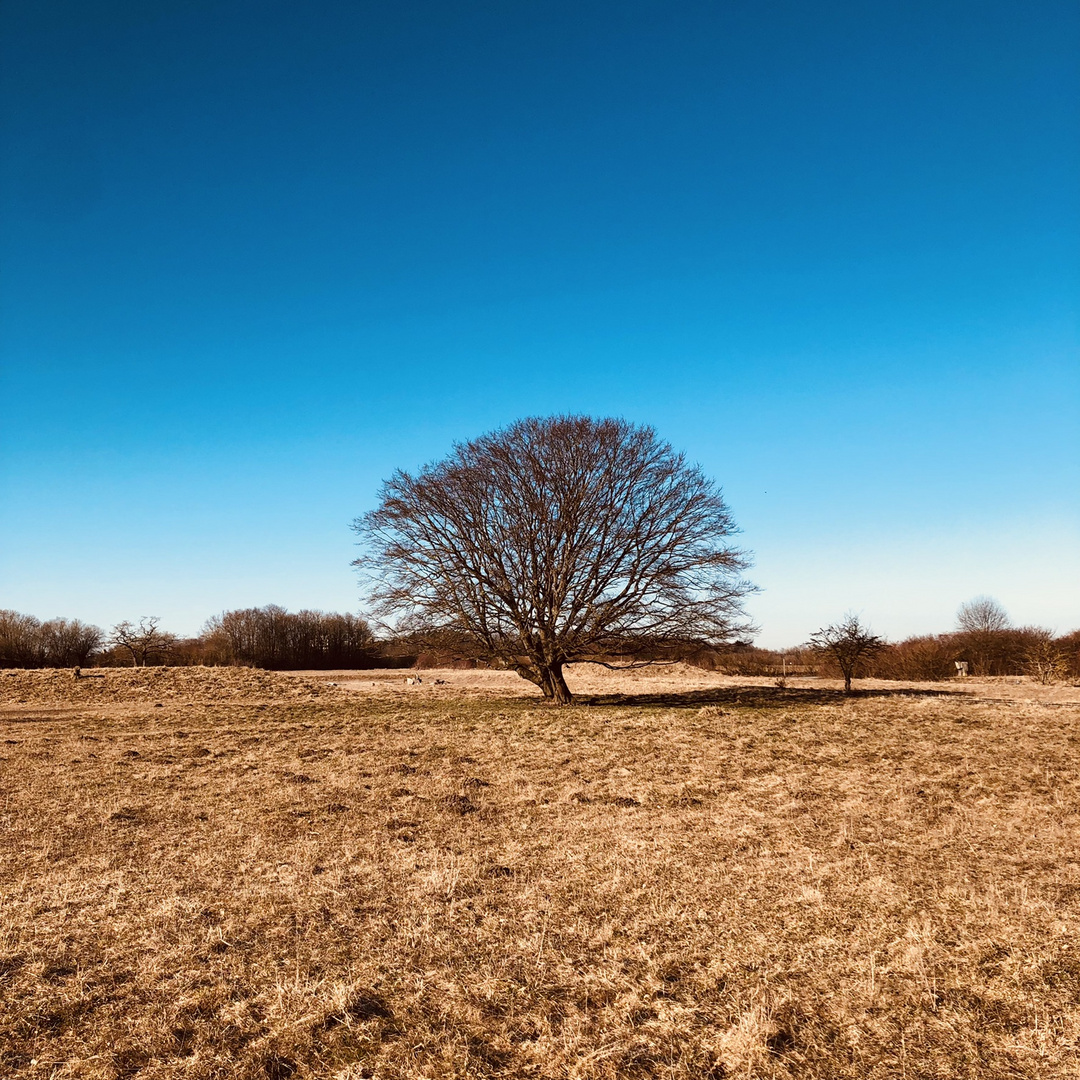 ein schöner Baum