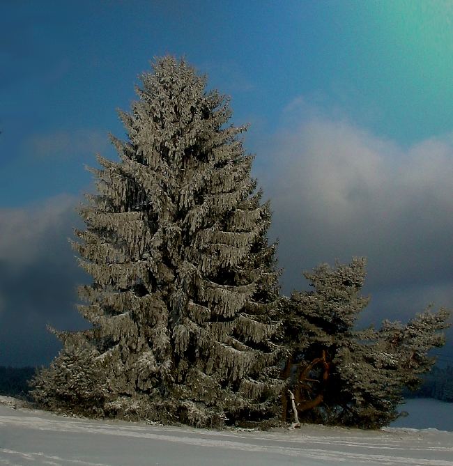 ein schöner Baum.....