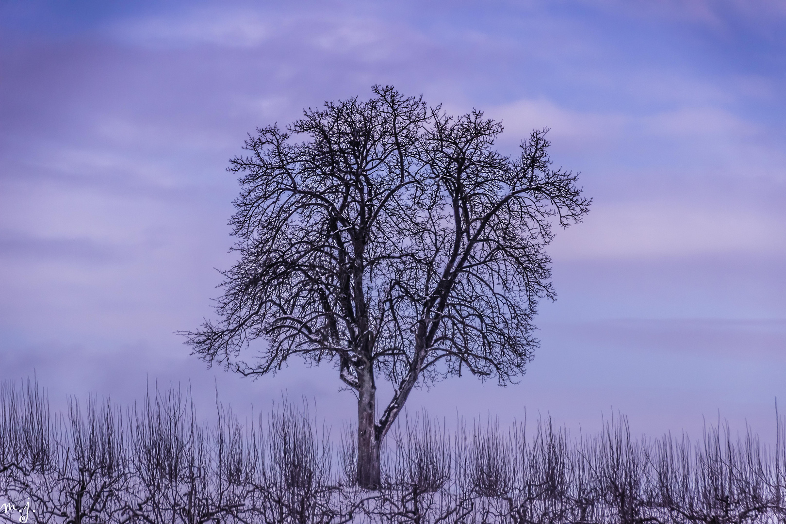 ein schöner Baum