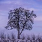 ein schöner Baum