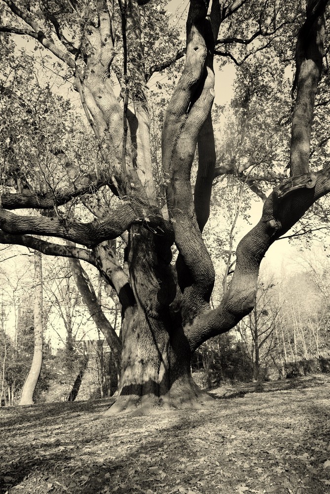 Ein schöner Baum