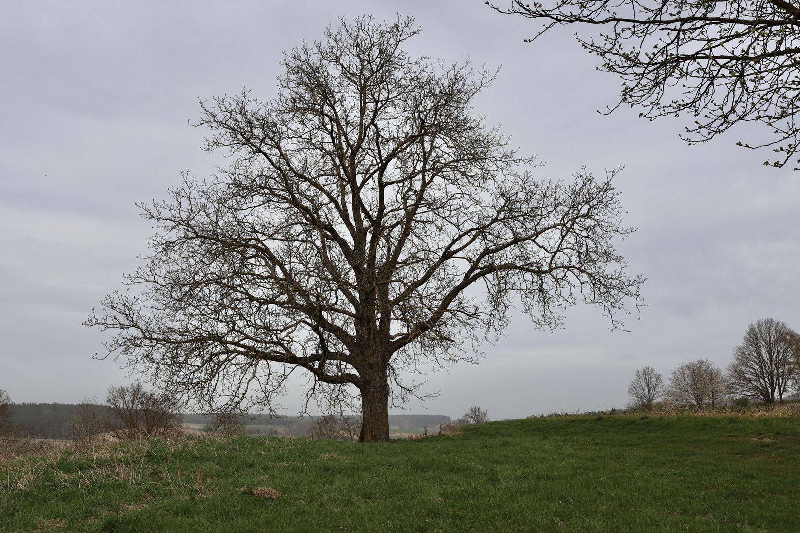 Ein schöner Baum